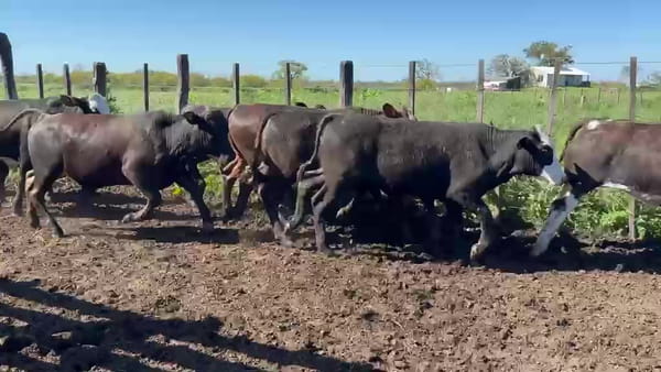 Lote 70 Terneros en Villa Paranacito