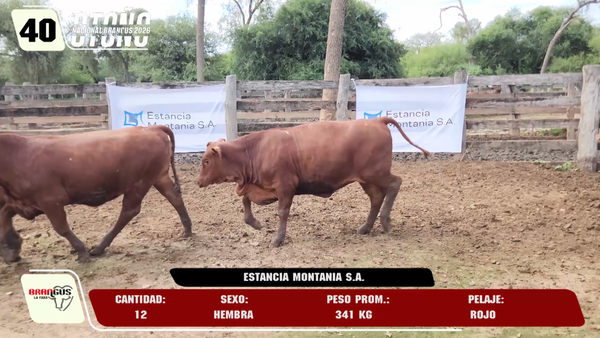 Lote LOTE 40