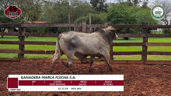 Lote TORO BRAHMAN