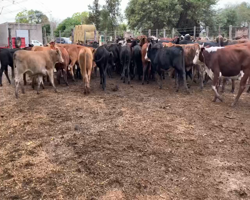 Lote 67 Novillos en Juan José Castelli, Chaco