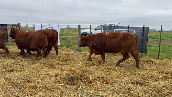 Lote 5 Vaquillonas PC preñadas