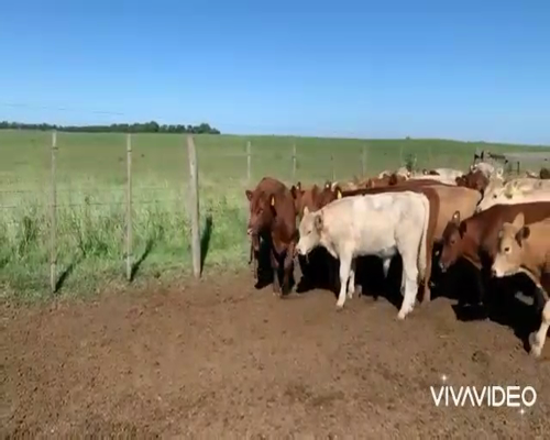 Lote 43 Novillitos en Tres Lomas, Buenos Aires