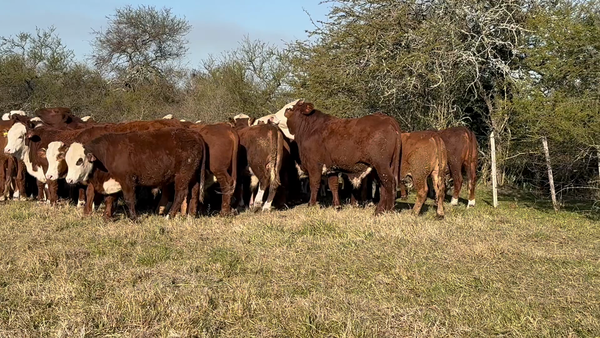 Lote 70 Novillitos en Corrientes, Curuzu Cuatia