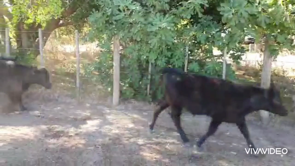 Lote 140 Terneros en Verónica, Buenos Aires