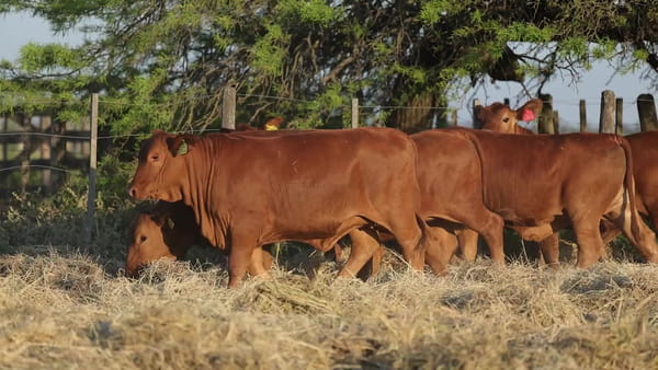 Lote Terneras Brangus Controladas - Cabaña Los Guasunchos