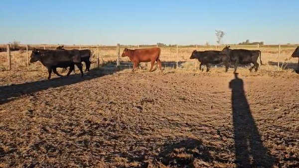 Lote 30 Vaquillonas C/ gtia de preñez
