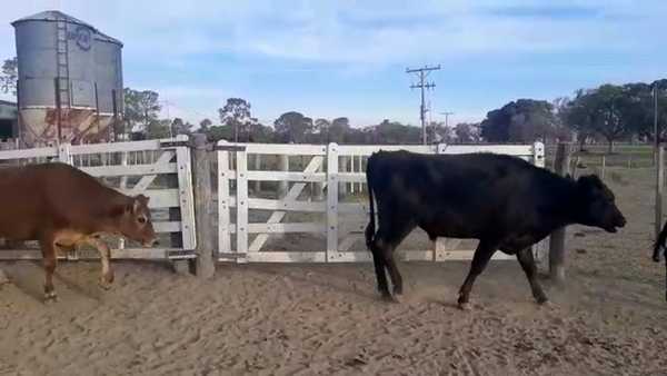 Lote 40 Novillitos Holando Argentino en Ataliva, Santa Fe