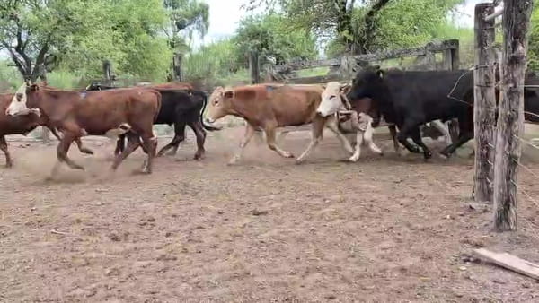 Lote 150 Novillitos