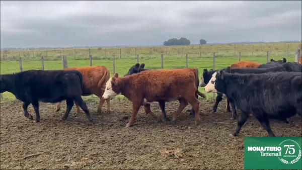 Lote 126 Terneros/as