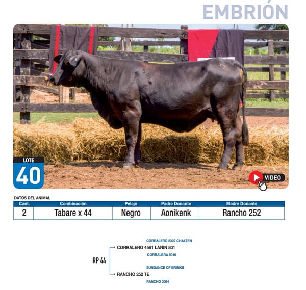 Lote Tabare x 44