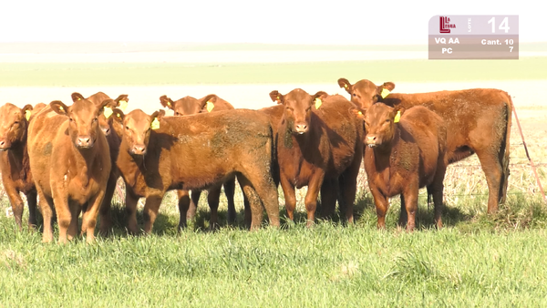 Lote VAQUILLONAS  ANGUS COLORADAS PURAS CONTROLADAS  PARA SERVICIO