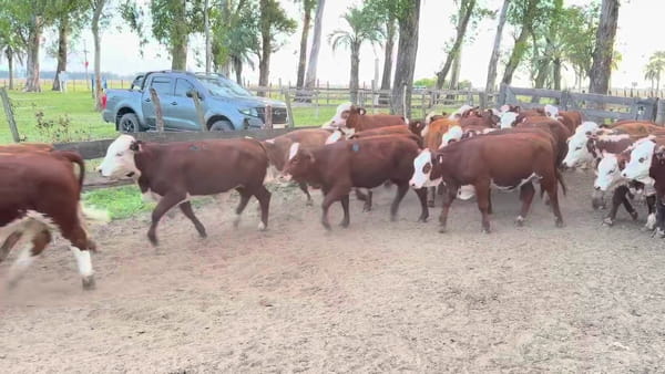 Lote 40 Terneras