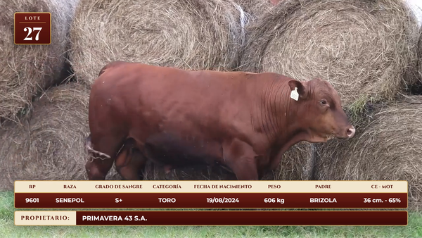 Lote LOTE 27