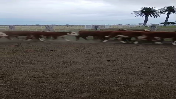 Lote 82 Terneros