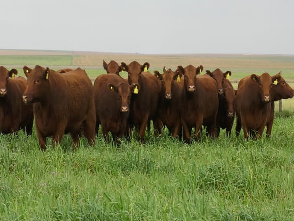Lote VAQ.  ANGUS COLORADAS  P. CONTROLADAS C/GTÍA DE PREÑEZ