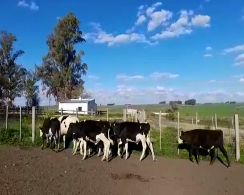 Lote (Vendido)7 Novillos Ho y Cruzas 200kg -  en RUTA 45