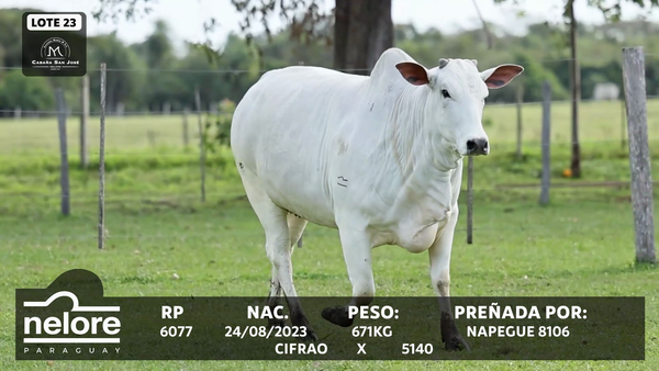Lote LOTE 23
