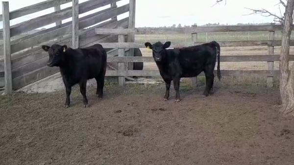 Lote (Vendido)2 VAQUILLONAS 1 A 2 AÑOS PI AA 340kg -  en COLONIA BELGRANO