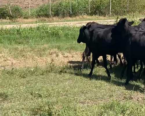 Lote 50 Vacas nuevas en El Colorado, Formosa