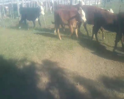 Lote 16 Terneras en Moisés Ville, Santa Fe