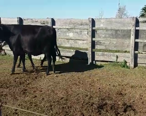 Lote (Vendido)3 Vacas de Invernada 565kg -  en AGRACIADA