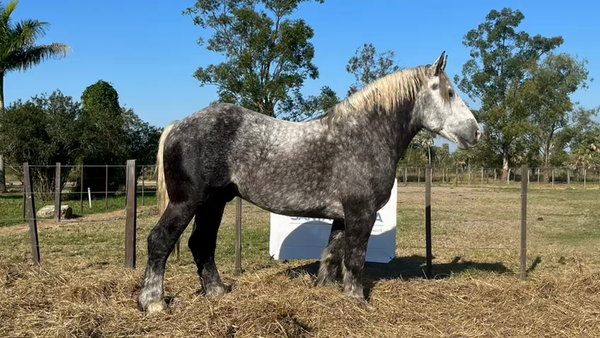 Lote PADRILLO PERCHERON