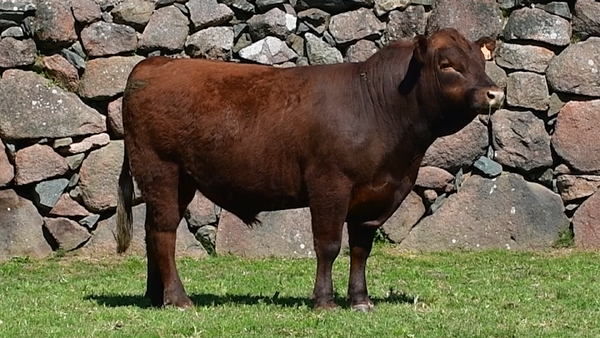 Lote 2 Toros, San José