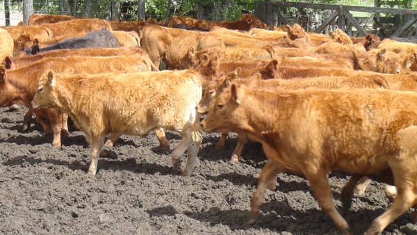 Lote SAENZ VALIENTE, BULLRICH Y Cia. S.A.