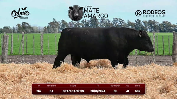 Lote RP 267 SA