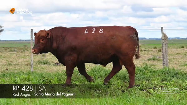 Lote RP 428