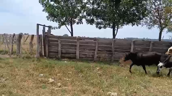 Lote 21 Terneros en Corrientes, Goya