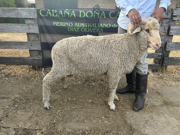 Lote Borrego 2D (MO: No)