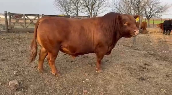 Lote CABAÑA EL FORTIN