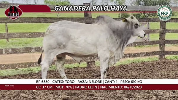 Lote TORO