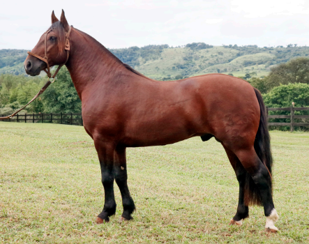 Lote Lote 4 Caballo Criollo RP 326