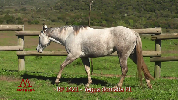 Lote MATRE KOKOMODELA