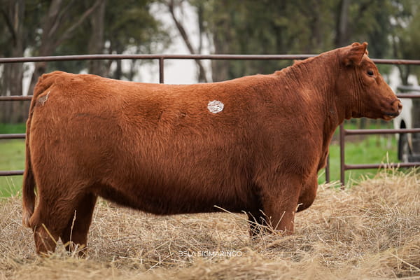Lote VAQUILLONAS PP C/GARANTÍA DE PREÑÉZ