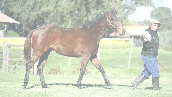 Lote CANDY SMALL (SPRINGDOM -  CANDY MOM)