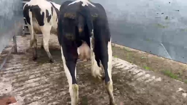 Lote 2 Vaquillonas  500kg - , San José