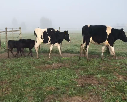 Lote (Vendido)4 Piezas de cría HOLANDO Y CRUZA en SAN GRGORIO