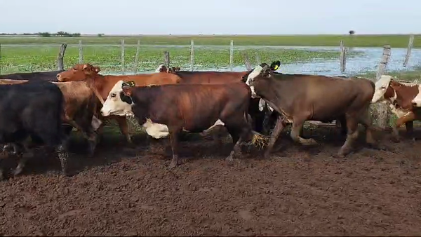 Lote 65 Vaquillonas en Esquina, Corrientes