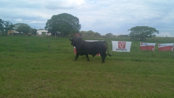 Lote TORO BRANGUS