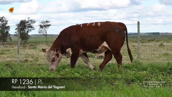 Lote RP 1236