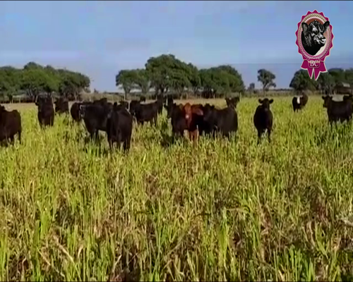 Lote 43 Novillitos de 370 Kg