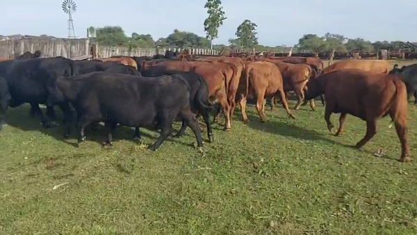Lote 35 Vacas Gordas