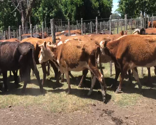 Lote 14 Vacas de Invernada en Cerro Largo, Cerro Largo