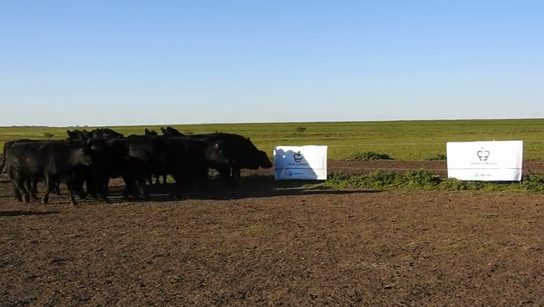 Lote 15 VAQUILLONAS ANGUS MAS