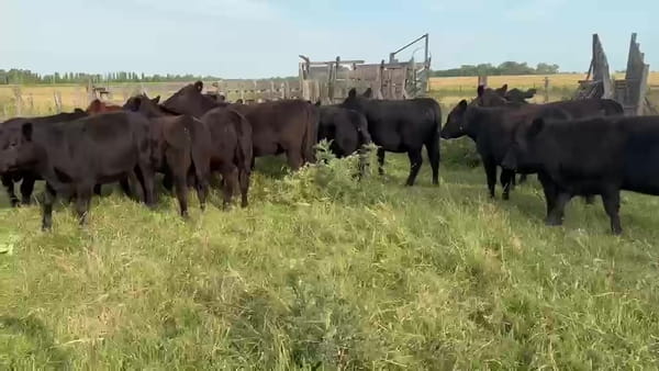 Lote 30 Terneros/as en Buenos Aires, Las Flores