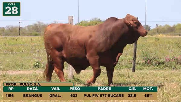 Lote TOROS LOTE 28