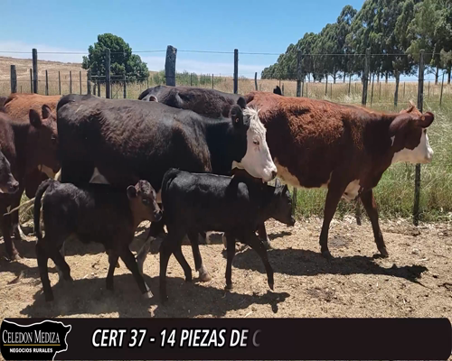 Lote (Vendido)14 Piezas de cría 3 AA,  2 RA X HE,  1 AA X HE,  1 RA X HE 320kg -  en - A 8 KM DE TARARIRAS